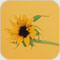 صورة عضوية وردة صفراء